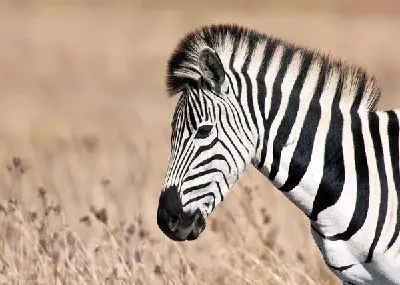 Плакат Зебра (Zebra) №4
