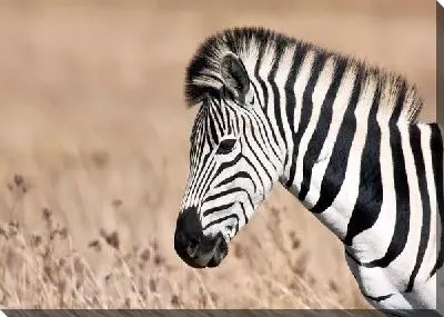 Постер Зебра (Zebra) №4