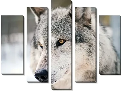 Модульная картина Волк (Wolf) №4