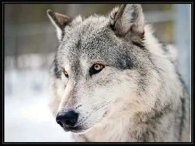 Картина Волк (Wolf) №4