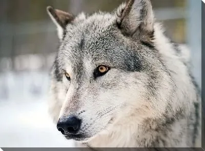 Постер Волк (Wolf) №4