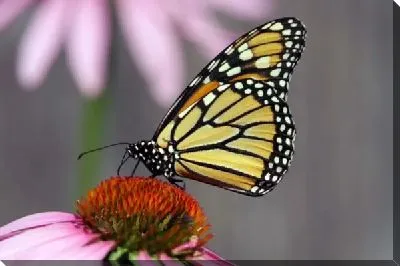 Постер Бабочка (Butterfly) №3