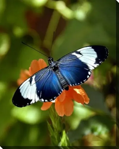 Постер Бабочка (Butterfly) №4