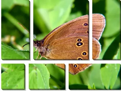Модульная картина Бабочка (Butterfly) №5