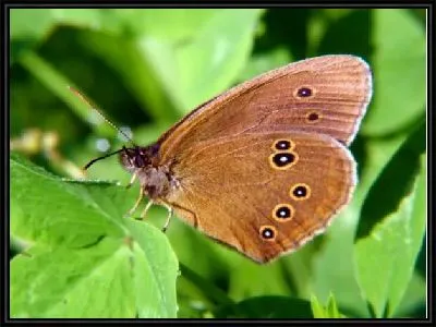 Картина Бабочка (Butterfly) №5