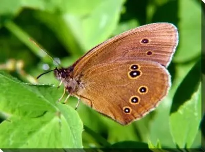 Постер Бабочка (Butterfly) №5