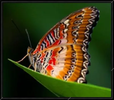 Картина Бабочка (Butterfly) №6