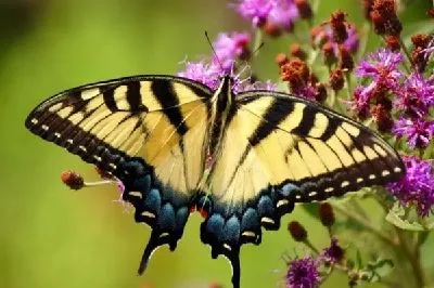 Плакат Бабочка (Butterfly) №7
