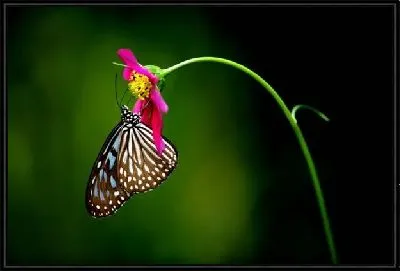 Картина Бабочка (Butterfly) №8