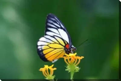 Постер Бабочка (Butterfly) №9