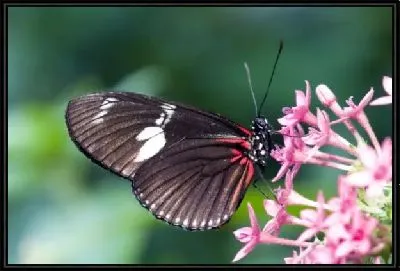 Картина Бабочка (Butterfly) №10