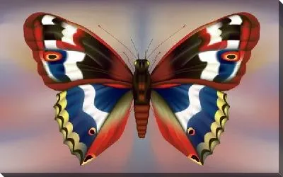 Постер Бабочка (Butterfly) №12