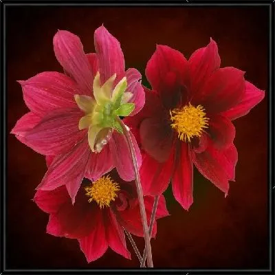 Картина Букет красных цветов (Bouquet of red flowers)