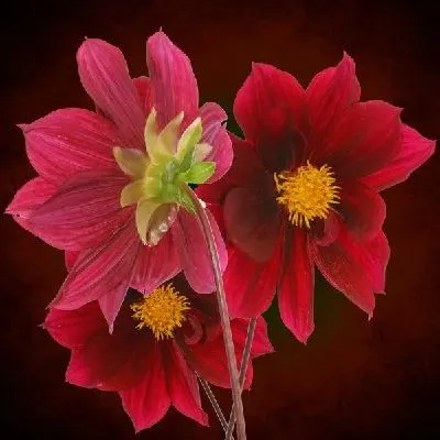 Плакат Букет красных цветов (Bouquet of red flowers)