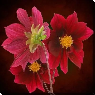 Постер Букет красных цветов (Bouquet of red flowers)