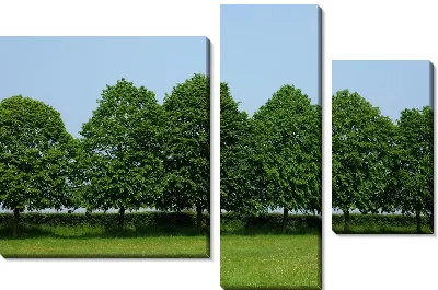 Модульная картина Деревья в парке (Trees in the park)