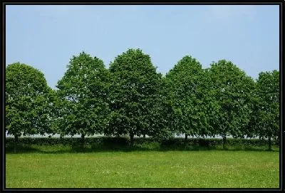 Картина Деревья в парке (Trees in the park)