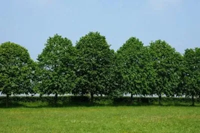 Плакат Деревья в парке (Trees in the park)