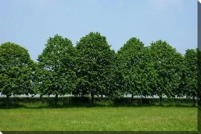 Постер Деревья в парке (Trees in the park)