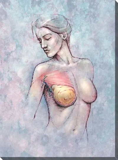 Постер Анатомическое строение (Anatomical structure)
