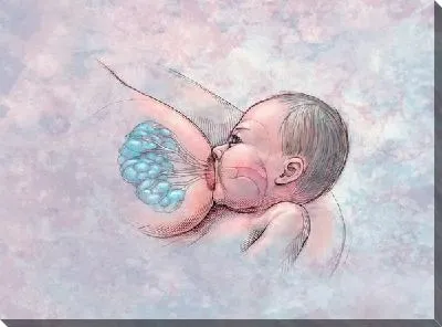 Постер Анатомическое строение (Anatomical structure) №2