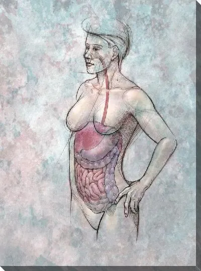Постер Анатомическое строение (Anatomical structure) №3