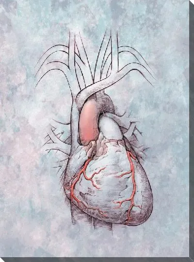 Постер Сердце (Heart) №3