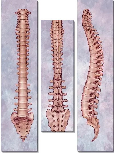 Модульная картина Позвоночник (Spine) №2