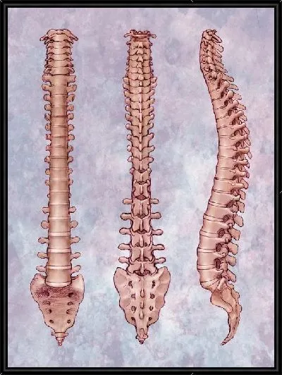 Картина Позвоночник (Spine) №2