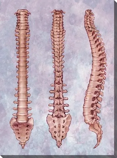 Постер Позвоночник (Spine) №2