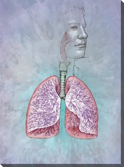 Постер Легкие (Lungs)