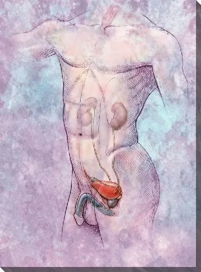 Постер Анатомическое строение (Anatomical structure) №4