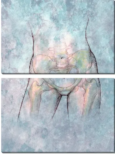 Модульная картина Тазовые кости (Pelvis)