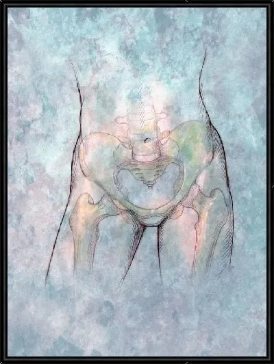 Картина Тазовые кости (Pelvis)