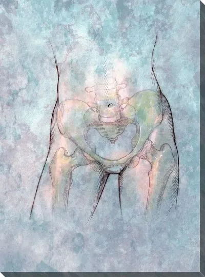 Постер Тазовые кости (Pelvis)