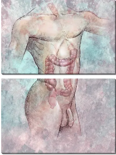 Модульная картина Анатомическое строение (Anatomical structure) №6