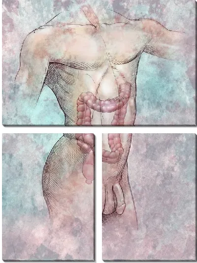 Модульная картина Анатомическое строение (Anatomical structure) №6
