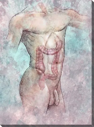 Постер Анатомическое строение (Anatomical structure) №6