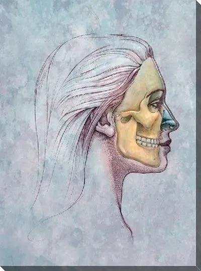 Постер Кости черепа (Skull bones)