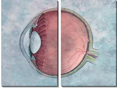Модульная картина Строение глаза (Eye structure)