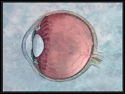 Картина Строение глаза (Eye structure)