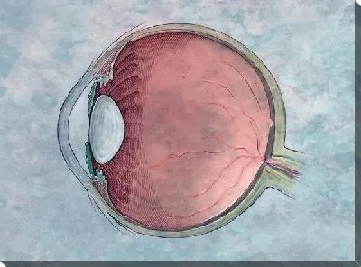 Строение глаза (Eye structure)