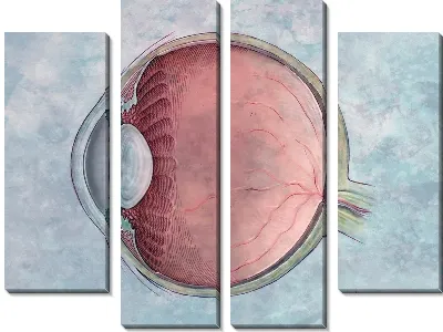 Модульная картина Строение глаза (Eye structure) №2
