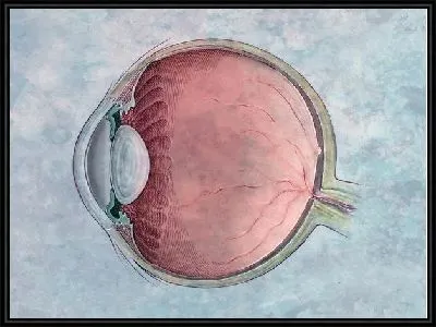 Картина Строение глаза (Eye structure) №2