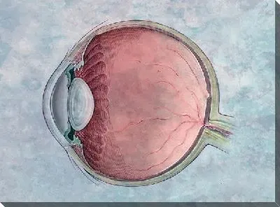 Постер Строение глаза (Eye structure) №2