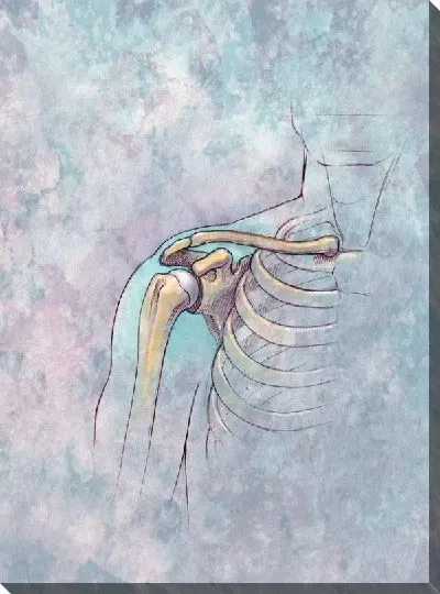 Постер Кости плеча (Bones of the shoulder)