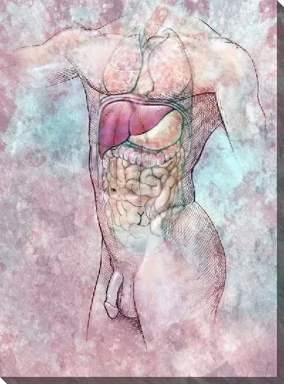 Постер Анатомическое строение (Anatomical structure) №15