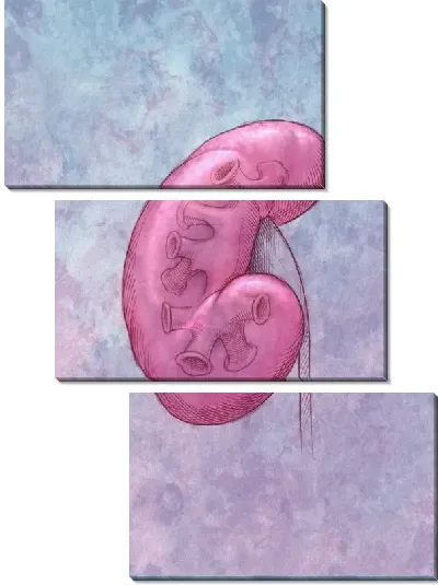 Модульная картина Почка (Kidney)