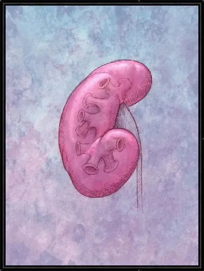 Картина Почка (Kidney)