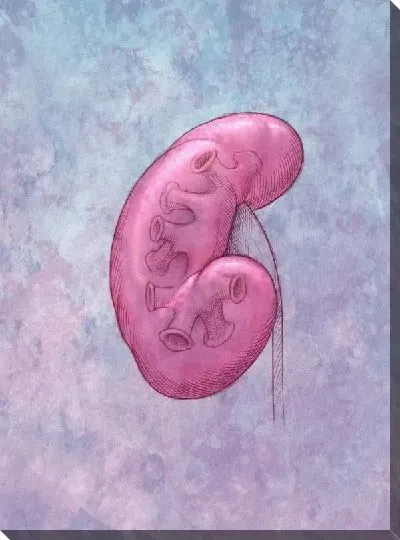 Постер Почка (Kidney)